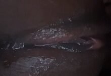Come eat my pussy